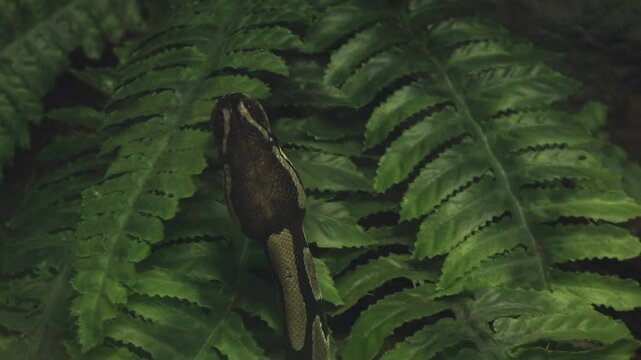 The boa constrictor snake