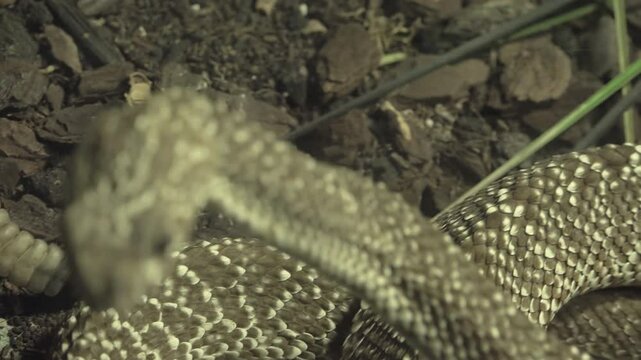 The eastern diamondback rattlesnake (Crotalus adamanteus)