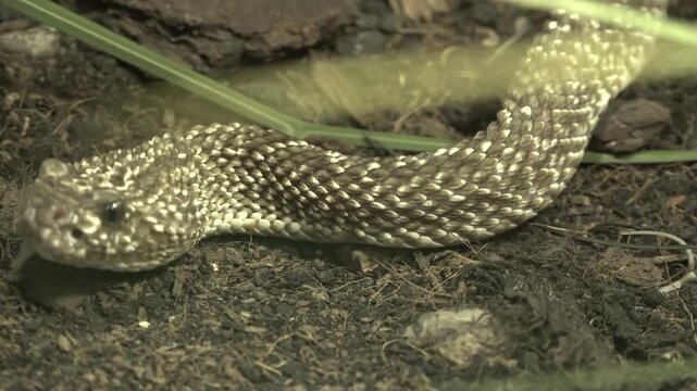 The eastern diamondback rattlesnake (Crotalus adamanteus)