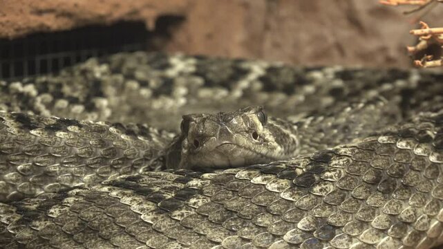The eastern diamondback rattlesnake (Crotalus adamanteus)
