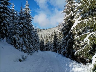 Forest path covered with snow. Czech country road in winter. Beskydy mountains. Sunny weather and fresh air. Green spruce trees in european nature. Wallpaper photo. Snow and frost. Curvy way. 