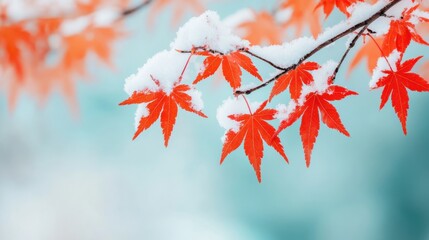 Snowy Maple Branches with Red Hints