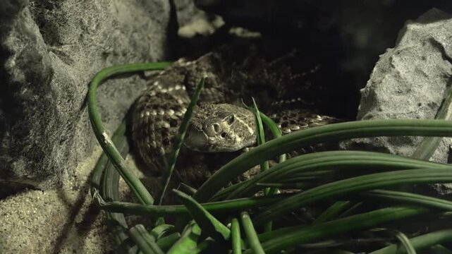 The eastern diamondback rattlesnake (Crotalus adamanteus)