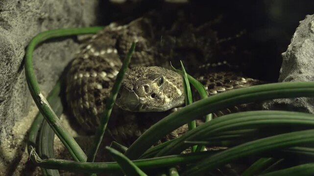 The eastern diamondback rattlesnake (Crotalus adamanteus)