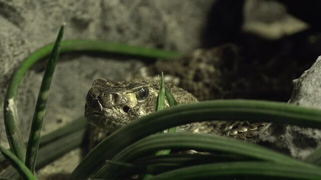 The eastern diamondback rattlesnake (Crotalus adamanteus)