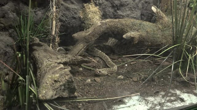The eastern diamondback rattlesnake (Crotalus adamanteus)