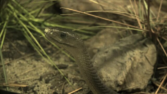 The black mamba (Dendroaspis polylepis) is a species of highly venomous snake