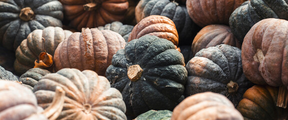 Background of many decorative mini pumpkins. Top view, flat lay. Banner