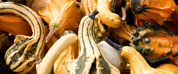 Background of beautiful decorative mini pumpkins. Top view, flat lay. Banner