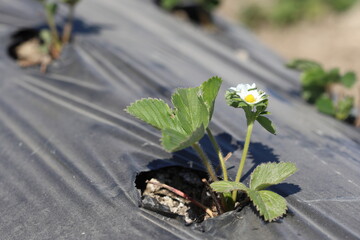growing strawberry under plastic mulch