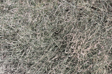 Horsetail Knotweed (Polygonum equisetiforme) in summer