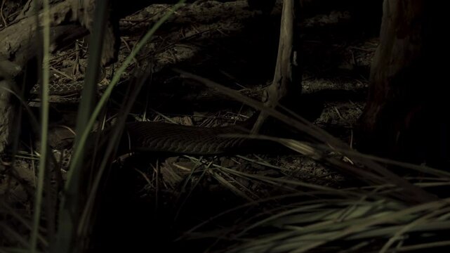 The black mamba (Dendroaspis polylepis) is a species of highly venomous snake