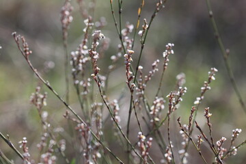 Horsetail Knotweed (Polygonum equisetiforme) in summer