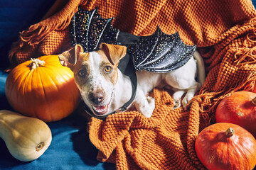 Portrait of cute Jack Russell Terrier dog wearing bat wings sitting on orange knitted blanket amongst Halloween pumpkins. Fall mood, autumn vibes.