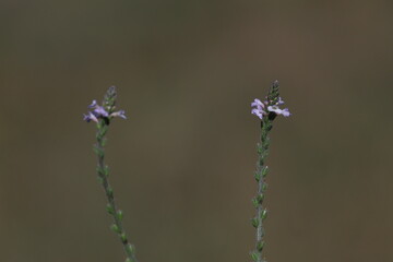 verbena officinalis plant in summer. It is also known as verbena
