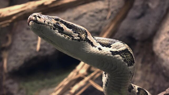 The ball python (Python regius), also called the royal python, is a python species native to West and Central Africa, where it lives in grasslands, shrublands and open forests