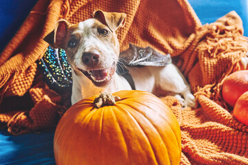 Portrait of cute Jack Russell Terrier dog wearing bat wings sitting on orange knitted blanket amongst Halloween pumpkins. Fall mood, autumn vibes.