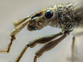 Extreme Macro Photography of Broad-nosed Weevil, Side View Close-up with Gray Body and Black Eyes, Captured Using Focus Stacking Technique