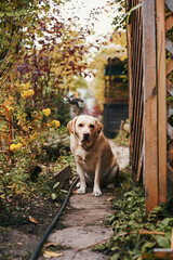White fawn labrador sits in the garden in late autumn