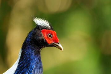 Taiwan Swinhoe's pheasant male, endemic bird ( Lophura swinhoii )