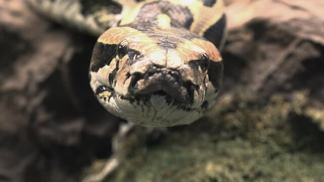 The ball python (Python regius), also called the royal python, is a python species native to West and Central Africa, where it lives in grasslands, shrublands and open forests