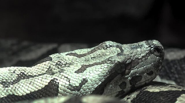 The ball python (Python regius), also called the royal python, is a python species native to West and Central Africa, where it lives in grasslands, shrublands and open forests