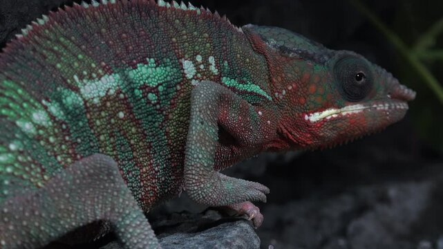 Close-up with a chameleon, its eyes rotate in all directions independently, furcifer pardalis