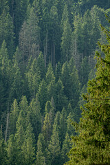 Fototapeta premium Dark green foggy pine forest landscape. Nature trees background