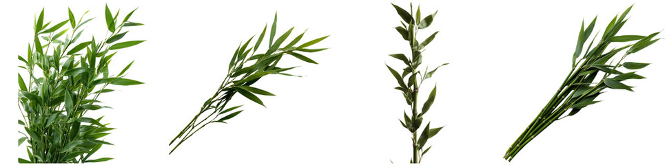 Lush bamboo branches are displayed from different angles, highlighting their vibrant green leaves and natural elegance on a clean white background, perfect for design or decoration