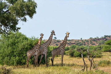 Fototapeta premium Giraffe . South African giraffe or Cape giraffe (Giraffa giraffa or camelopardalis giraffa) hanging around in Mashatu Game Reserve in the Tuli Block in Botswana