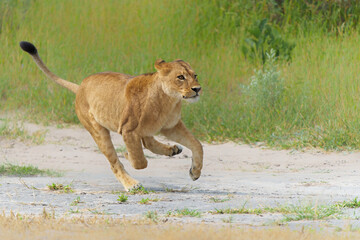 African lion (Panthera leo) running in the morning in the Okavango Delta in Botswana.      