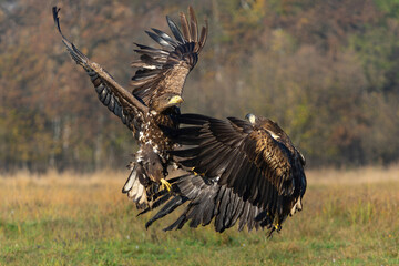 Eagle battle. White tailed eagles (Haliaeetus albicilla) fighting for food on a field in the forest in Poland