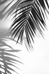 Obraz premium Leafy palm tree casts a shadow on a white wall. Concept of calm and relaxation, as the shadows of the palm tree create a serene atmosphere