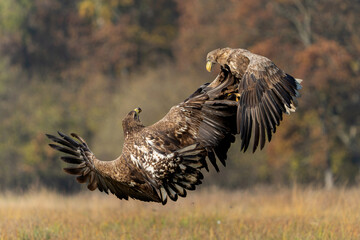 Eagle battle. White tailed eagles (Haliaeetus albicilla) fighting for food on a field in the forest in Poland