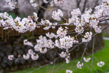cherry blossoms on the stream