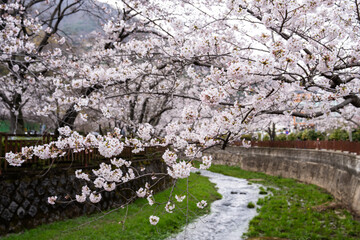 cherry blossoms on the stream