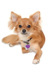 chihuahua puppy dog is resting on a white background