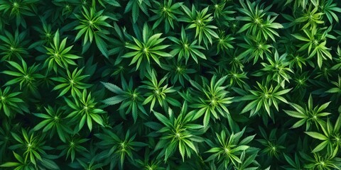 Close up of a field of green marijuana plants. The plants are tall and leafy, with many of them reaching up to the sky. Concept of abundance and growth