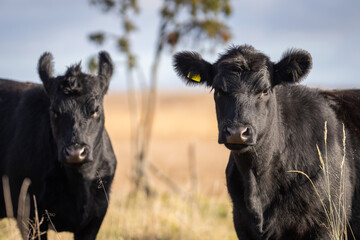 An Aberdeen Angus Calf on coastal meadow. Yearling heifer Aberdeen Angus with autumn background 