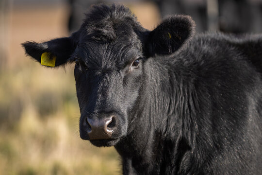 An Aberdeen Angus Calf on coastal meadow. Yearling heifer Aberdeen Angus with autumn background blurred. 
