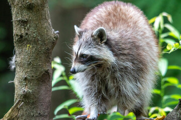 Raton laveur dans l'herbe, vue de face