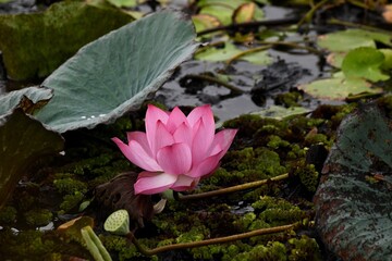 pink lotus flower on pond