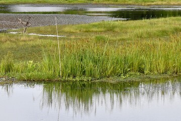 Obraz premium reeds in the lake