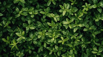 Obraz premium Close up of green leaves on a plant. The leaves are very green and are very close to each other