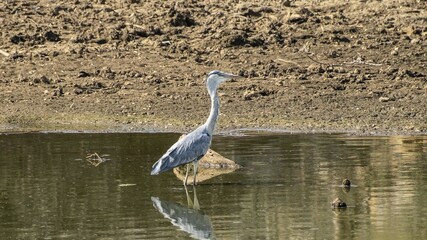heron looking at it's hunt in A Waterhole, Namibia