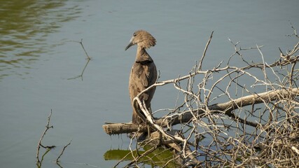 Hammerkop looking at it's hunt in A Waterhole, Namibia