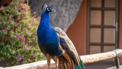 Peacock in Namibia, Southern Africa