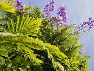 Autumn flowering of Jacaranda, blue jacaranda, black poui, Nupur or fern tree (Jacaranda...