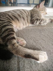 Close up lazy cat. Kai, an Indonesian domestic cat, is lying down resting on the ceramic floor in front of the house window.