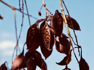 Fototapeta premium Seed pods of kurrajong (Brachychiton populneus), found naturally in Australia, introduced as an ornamental tree to South Africa, Louisiana, California, Arizona and Mediterranean countries. Spain